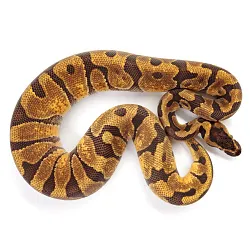 ПОД ЗАКАЗ: Королевский питон Python regius (Enchi poss NR Mandarin)