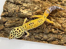 Эублефар High Yellow het Mack Snow het Tangerine