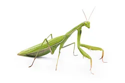 Африканский древесный богомол (Sphodromantis viridis)