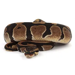 ПОД ЗАКАЗ: Королевский питон Python regius (Gravel)