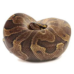 ПОД ЗАКАЗ: Королевский питон Python regius (Enchi Gravel GHI)