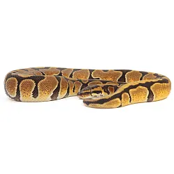 ПОД ЗАКАЗ: Королевский питон Python regius (Enchi poss NR Mandarin)