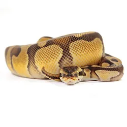 ПОД ЗАКАЗ: Королевский питон Python regius (Enchi Pastel Vanilla)