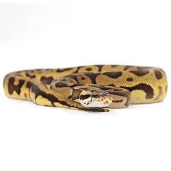 ПОД ЗАКАЗ: Королевский питон Python regius (Enchi Pastel Leopard)