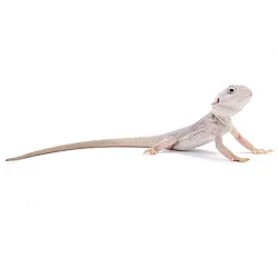 ПОД ЗАКАЗ: Бородатая агама "Zero Translucent" (Pogona vitticeps)