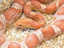 Маисовый полоз (морфа Crimson)