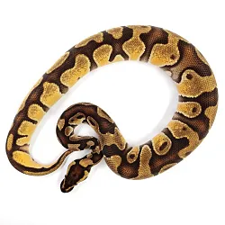 ПОД ЗАКАЗ: Королевский питон Python regius (Enchi Orange Dream)
