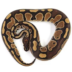 ПОД ЗАКАЗ: Королевский питон Python regius (Special)