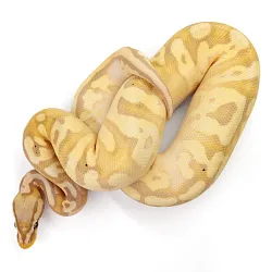 ПОД ЗАКАЗ: Королевский питон Python regius (Banana Pastel Yellow Belly poss Orange Dream), S-M, Самец (Германия)