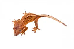 Реснитчатый геккон бананоед (Correlophus ciliatus)