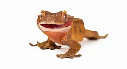 Реснитчатый геккон бананоед (Correlophus ciliatus)