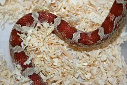 Маисовый полоз (морфа Crimson)