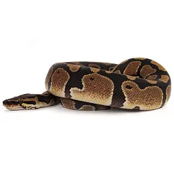 ПОД ЗАКАЗ: Королевский питон Python regius (Gravel)