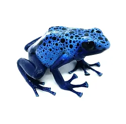 Голубой древолаз (Tinctorius azureus)