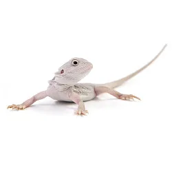 ПОД ЗАКАЗ: Бородатая агама "Zero Translucent" (Pogona vitticeps)
