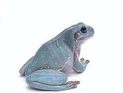 Австралийские квакши, морфные (Litoria caerulea)