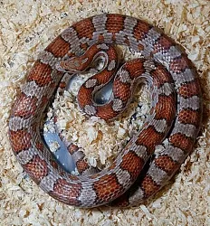Маисовый полоз (морфа Crimson)