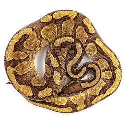 ПОД ЗАКАЗ: Королевский питон Python regius (Enchi Copper)