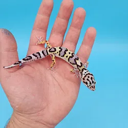 Эублефар Mack Snow het Hypo Bandit