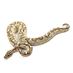 ПОД ЗАКАЗ: Королевский питон Python regius (Butter yb desert ghost)