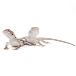 ПОД ЗАКАЗ: Бородатая агама "Hypo Zero" (Pogona vitticeps)