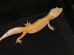 Эублефар Tangerine Albino het Hypo het Mack Snow