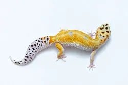 Эублефар White and Yellow het Blizzard cross Diablo