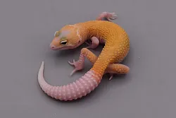 Эублефар High Yellow Patternless Carrot Tail