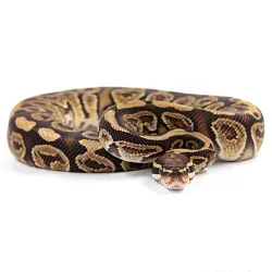 ПОД ЗАКАЗ: Королевский питон Python regius (Trick)
