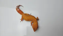 Эублефар Tangerine Albino het Carrot Tail cross Blood