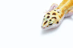 Эублефар White and Yellow het Blizzard het Snow cross Diablo