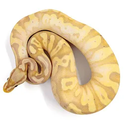 ПОД ЗАКАЗ: Королевский питон Python regius (Banana Pastel Yellow Belly)