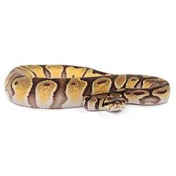 ПОД ЗАКАЗ: Королевский питон Python regius (Enchi Orange Dream)