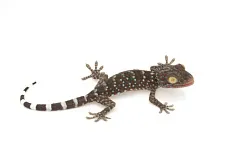 Геккон токи (Gekko gekko)