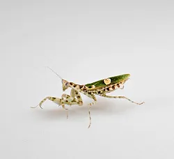 Индийский цветочный богомол (Creobroter gemmatus)