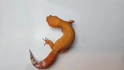 Эублефар Tangerine Albino het Carrot Tail cross Blood