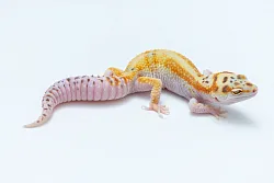 Эублефар Bell Albino Pastel