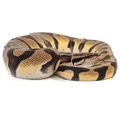 ПОД ЗАКАЗ: Королевский питон Python regius (Pastel Orange Dream)
