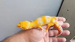 Эублефар Tangerine Albino Carrot Tail cross Blood