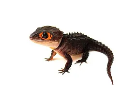 Крокодиловый сцинк (Tribolonotus gracilis)
