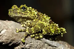 Вьетнамская моховая лягушка (Theloderma corticale)