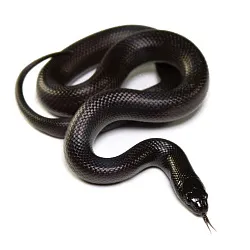 Королевская змея нигрита (Lampropeltis getula nigrita)