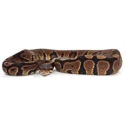 ПОД ЗАКАЗ: Королевский питон Python regius (Gravel)
