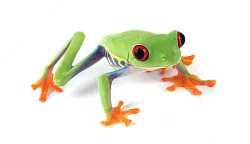 Красноглазая квакша (Agalychnis callidryas)