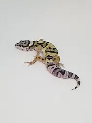 Эублефар Mack Snow het Hypo p/het Albino