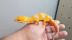 Эублефар Tangerine Albino Carrot Tail cross Blood