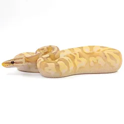 ПОД ЗАКАЗ: Королевский питон Python regius (Banana Pastel Yellow Belly)