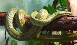 Зелёный полоз Буланже (Rhynchophis boulengeri)
