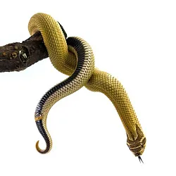 Свиноносый уж "Heterodon nasicus" (морфа Super Anaconda)