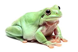 Австралийские квакши (Litoria caerulea)